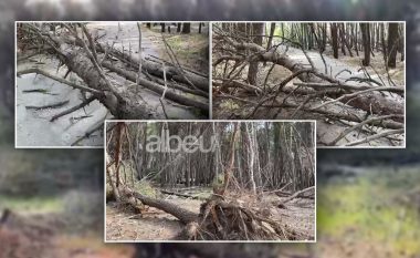 Era e fortë shkul pemët në Vlorë, bllokohet një segment rrugor (VIDEO)