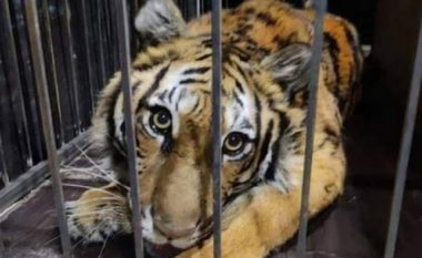 I qëndruan besnik kafshëve në kohë lufte, gjenden të vrarë 2 punonjës të kopshtit zoologjik të Kharkivit në Ukrainë