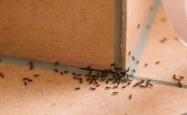 7 arsye pse shtëpia juaj mbushet plot insekte dhe si të shpëtoni prej tyre