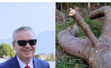 Zgjedhja e Presidentit, Murrizi: Parlamenti do të ketë kandidat këtë drurin simpatik të pyllit të Divjakës