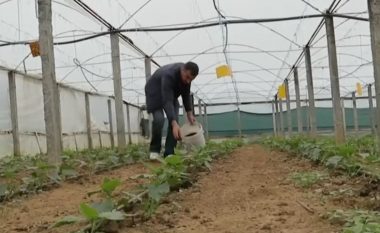 Rritja e çmimeve në Shqipëri, fermerët përdorin mbetjet e kafesë në vend të plehrave kimikë