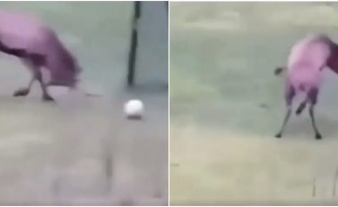 Futbollin e kanë qejf edhe kafshët, momenti kur dreri i egër shënon gol dhe hidhet përpjetë nga gëzimi (VIDEO)