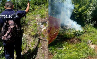 Operacione masive të policisë në Shkodër, zbulohen parcela me drogë, autorët “ia mbathin” në pyje