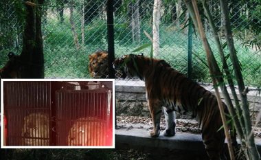Tigri dhe luanët “shqiptarë”, shkaktojnë skandal në Greqi (VIDEO)