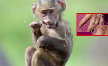 Rasti i parë i lisë e majmunëve në Kosovë?