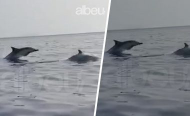Një familje delfinësh dhurojnë spektakël ne gjirin e Vlorës, pamjet mrekullojnë turistët (VIDEO)
