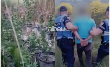 70 bimë kanabis pranë shtëpisë, arrestohet 39-vjeçari në Mallakastër, si tentoi t’i ikte policisë (VIDEO)