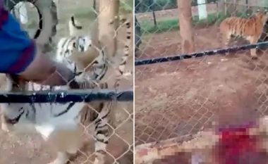 Tigri i gllabëroi krahun, vdes punonjësi 23-vjeçarë i Kopshit Zoologjik (FOTO LAJM)