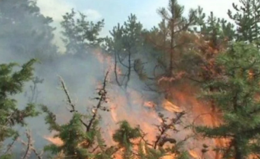 Zjarri përfshin pyjet në Mirditë, rrezikohen banesat