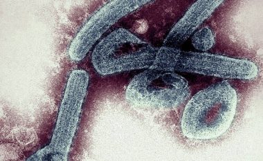Gana konfirmon rastet e para të virusit vdekjeprurës Marburg