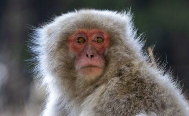 Terrorizuan dhe plagosën 50 persona në Japoni, vritet një anëtar i “bandës së majmunëve”