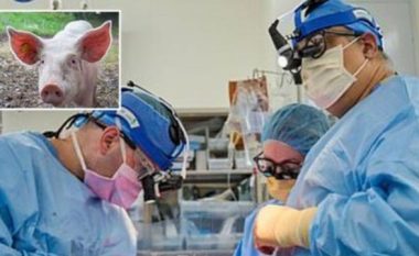 Transplanti i zemrës së derrit te njeriu, dy pacientë e kalojnë me sukses “testin”