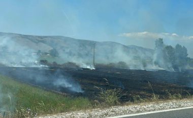 Zjarr në Lushnjë, shkrumbohen mbi 45 hektarë ullishte
