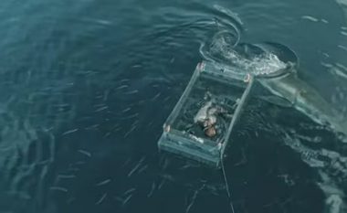 Momenti i frikshëm kur peshkaqeni shkatërron kutinë e qelqtë të zhytësit (VIDEO)