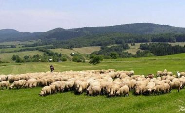 Shqipëria ndalon importin e bagëtive dhe shpendëve nga disa vende, shkak bëhen sëmundjet