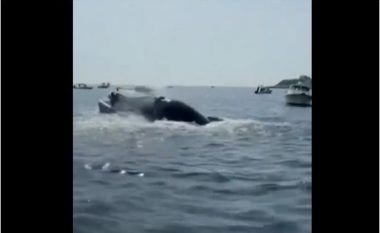 E frikshme, momenti kur balena del nga uji dhe përplas varkën (VIDEO)