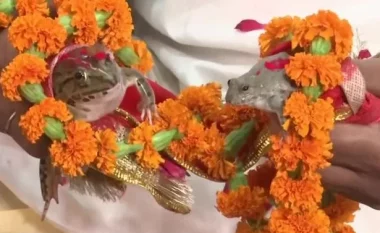 Moti i nxehtë, indianët martojnë bretkosat për të sjellë shi