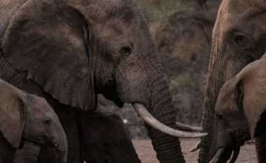 Ndryshimet klimatike kërcënim më i madh për elefantët sesa gjuetia pa leje