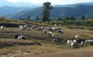 Gjendet pa shenja jete një bari në Gjirokastër, dyshimet e para