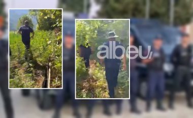 Operacion masiv në Shkodër, asgjësohen 4200 bimë kanabis, 4 në pranga (VIDEO)