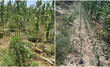 Të mbjella mes misrit, policia zbulon disa parcela me kanabis në Fier