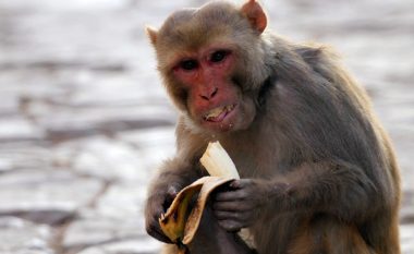 Sulmoi 10 persona, policia në kërkim të majmunit të egër