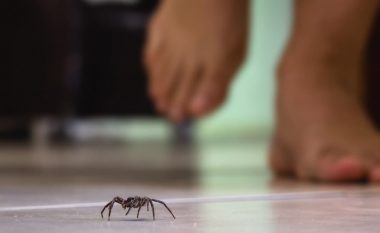 Mos i vrisni më! Ja pse merimangat janë të dobishme për shtëpinë tuaj