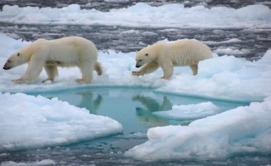 Shkrijnë akujt në Polin e Veriut, shkencëtarët në alarm: Po lëvizim me bluzë me mëngë të shkurtra prej ngrohjes globale