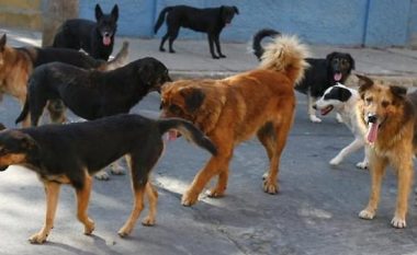Mjekja në Kosovë sulmohet nga 15 qen endacakë, përfundon në spital me plagë të shumta