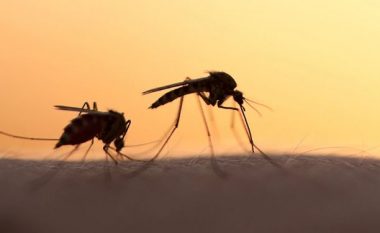 Greqia regjistron rastin e parë me virusin e Nilit Perëndimor