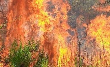 Zjarr në fshatin Cerkovinë në Vlorë, rrezikohet djega e ullinjve dhe pemëve frutore