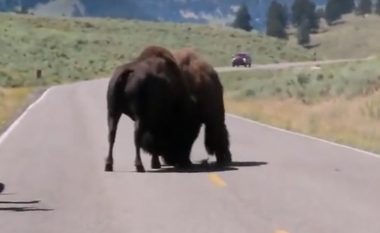 Frikësohen turistët, momenti kur bizonët përleshen në mes të rrugës (VIDEO)