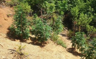 Po vadiste bimët narkotike, kapet “mat” 53-vjeçari në Lezhë