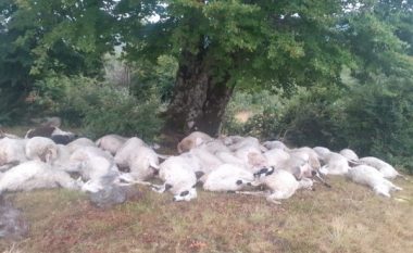 Rrufeja i vrau tufën me 165 dele, blegtori nga Gramshi në gjendje të rënduar psikologjike
