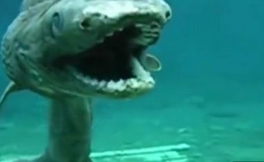 Gjysmë gjarpër, gjysmë peshkaqen video e frikshme e një krijese rrëqethëse në det, gjaku ngrin në vena