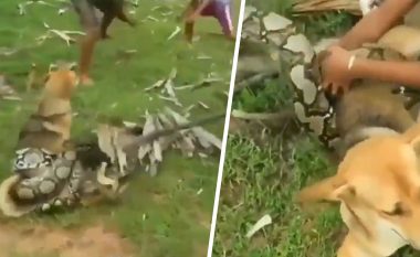 Veprim për medalje ari, tre fëmijë shpëtojnë qenin nga gjarpri “gjigant” (VIDEO)