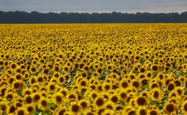 Fushat e lulediellit lulëzojnë në Ukrainën veriore (FOTO LAJM)