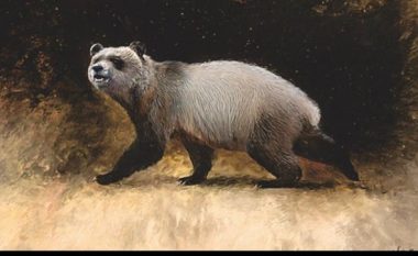 Zbulohet panda e fundit në Evropë, identifikohen dhëmbët në koleksionin e muzeut në Bullgari