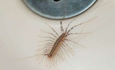 Gjendet shpesh në korridoret tuaja të shtëpisë por mos e vrisni, ky insekt është i dobishëm
