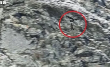 Shqiponja e Artë vret dhinë e egër në Itali (VIDEO)
