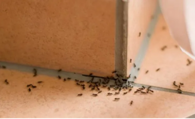 Si t’i largoni përgjithmonë milingonat nga shtëpia