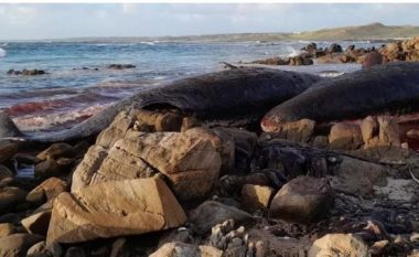 Përgjaket bregu në një plazh në Australi, gjenden të ngordhura 14 balena