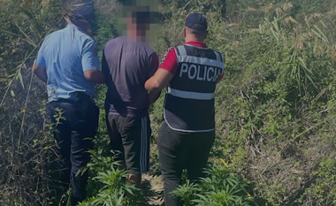 Kultivonte bimë narkotike në pronën e tij, arrestohet i riu në Fier
