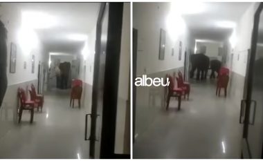 Momenti i pazakontë, tre elefantë hyjnë në spital (VIDEO)