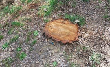 I preu një pemë fqinjit, policia nis hetim për 51-vjeçarin nga Pogradeci