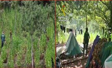 Të vendosur në tenda dhe të pajisur me kazma e lopata, shqiptarët në Spanjë arrestohen duke punuar parcelën me rreth 3500 bimë (VIDEO)