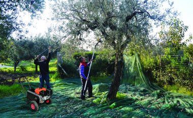 “Krizë” për punëtorë në sezonin e vjeljes së ullirit në Greqi, kërkohet ndihmë nga Shqipëria
