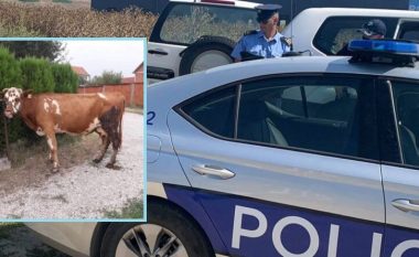 Vodhën dy lopë të Universitetit Bujqësor, arrestohen 5 të rinj në Tiranë