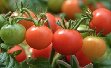 Pomatet, bima që do të bëjë revolucion në bujqësi: Nuk do të ketë më as patate e as domate