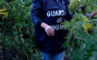 Kishin mbjellë kënetën me 500 bimë marijuane në Itali, mes 5 të arrestuarve dhe një shqiptar